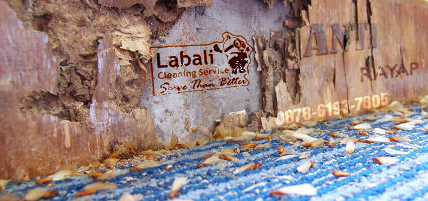 labali jasa anti rayap di Denpasar dan termite pest control service di Bali