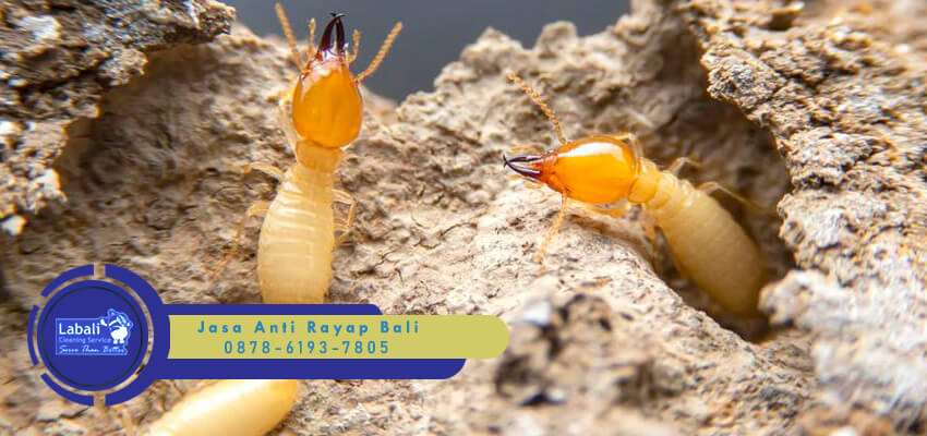 Labali jasa anti rayap di Denpasar Bali
