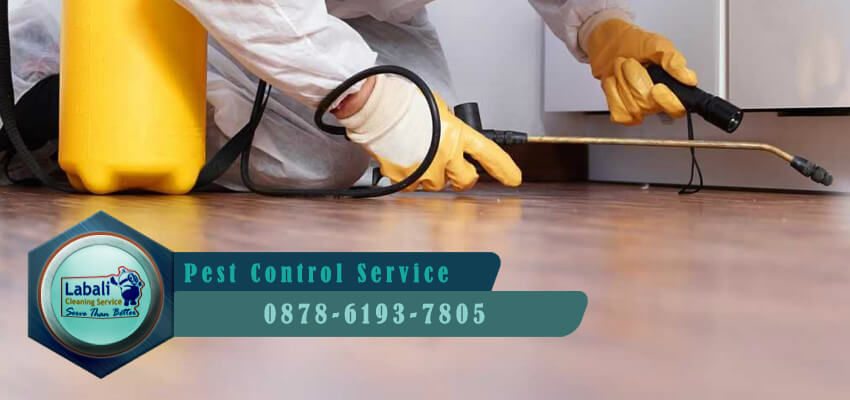 labali termite pest control service Denpasar Bali